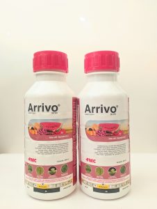 Arrivo 500ml